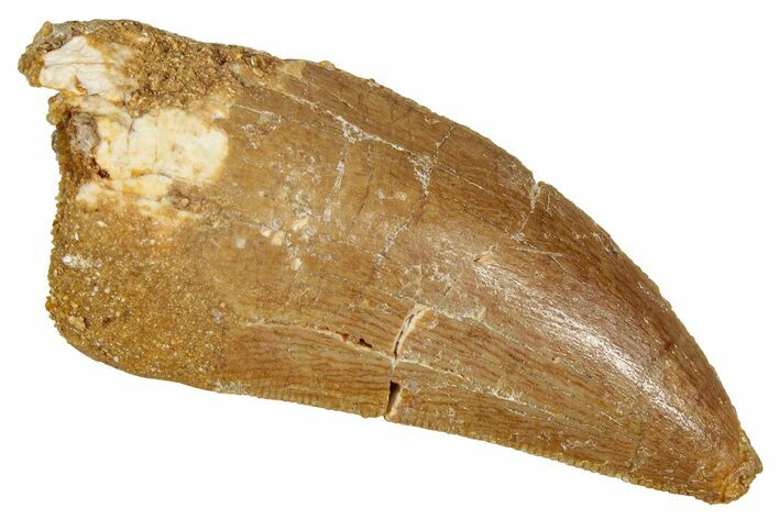 Serrated Carcharodontosaurus Tooth - Real Dinosaur Tooth #341116